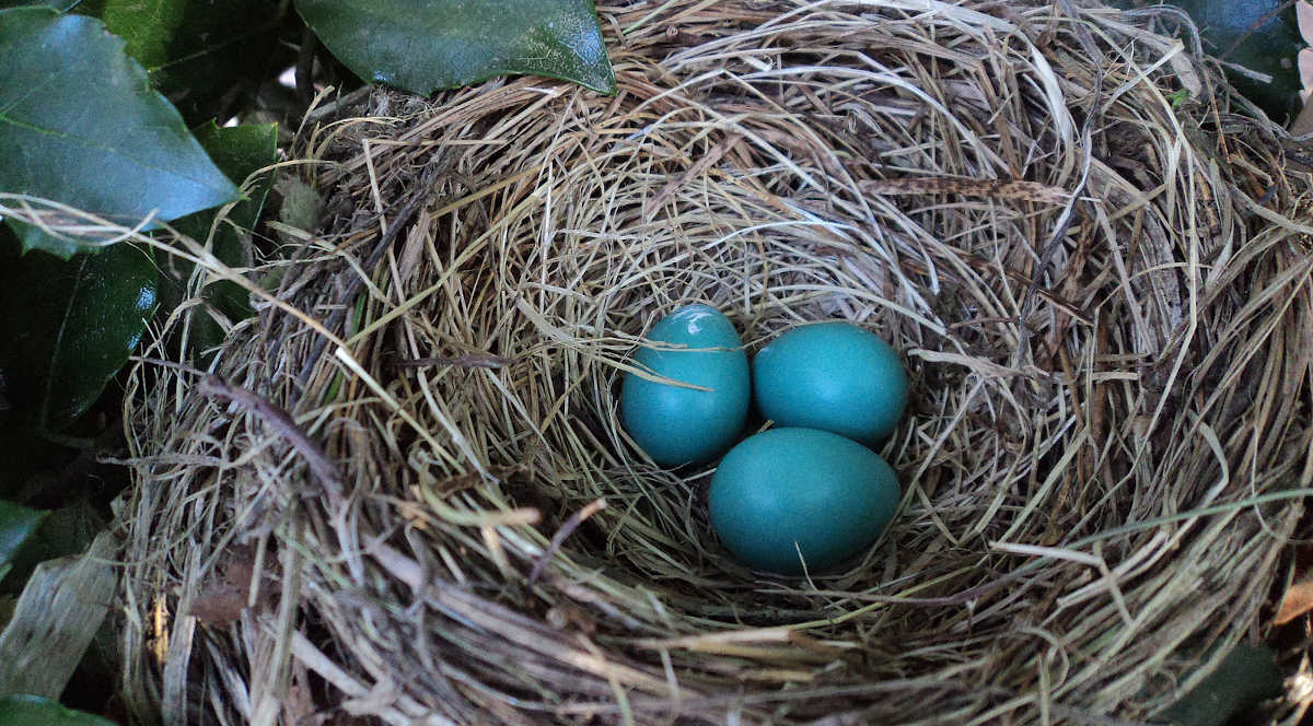 bird nest eggs des coleman