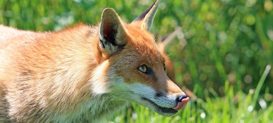 fox by karen arnold